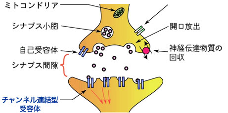 化学シナプスの構造